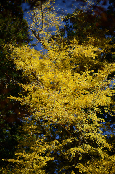 室生寺銀杏の黄葉